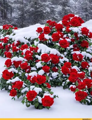 Розы на снегу, , Вячеслав Новичков – скачать книгу бесплатно fb2, epub, pdf  на ЛитРес