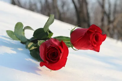 Роза в снегу» — создано в Шедевруме