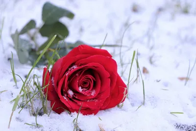 Роза на снегу. | Душа На Ладошке | Дзен