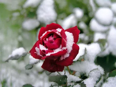 три белые розы на снегу Фото Фон И картинка для бесплатной загрузки -  Pngtree