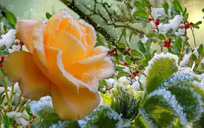 Картинки розы, снег, зима - обои 1920x1080, картинка №419645