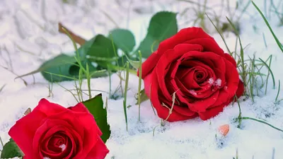 Розы в снегу — Kievflower - Доставка цветов