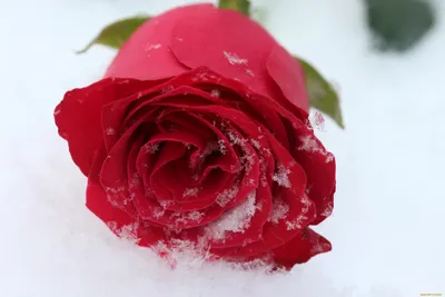 Картинки День всех влюблённых серце Розы Снег цветок 1920x1340