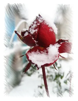 розы в снегу | 