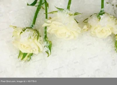 Фото Розы снегу Цветы 3840x2400