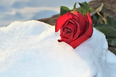 Замороженные Красная Роза В Снегу - Бесплатное фото на Pixabay - Pixabay