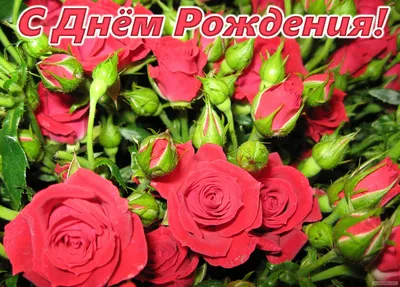 С днем рождения! 150 картинок с розами