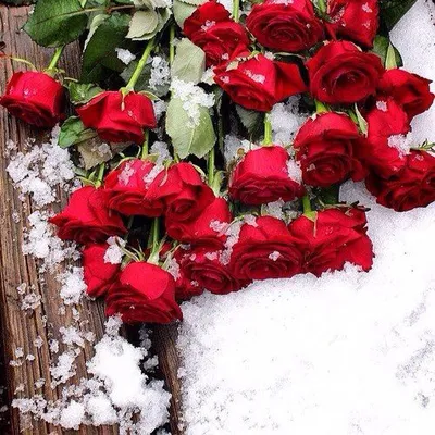 Розы в снегу 