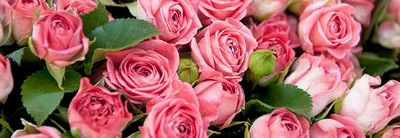 Оригинальные двухцветные розы: сорта, расцветки, фото