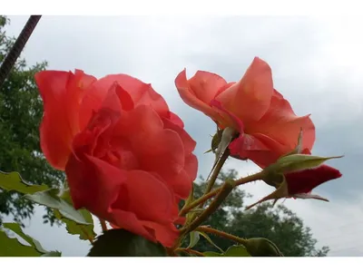 Виды роз с фото и названиями. Сорта роз, сорта роз и из отличия