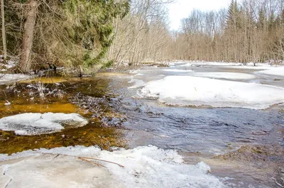 Весна, журчание ручья в лесу, Spring, sound of a creek in the forest -  YouTube