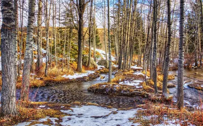 Приближение весны, Рем Сайфульмулюков- картина, зима, снег, лес, ручей,  березы, пейзаж, реализм