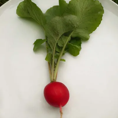 Radish, Rudi (Organic) - Adaptive Seeds