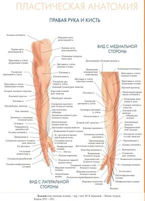 Рука человека с пятью пальцами, ни…» — создано в Шедевруме