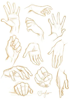 Как рисовать руки: советы, подсказки. | Hand drawing reference, How to draw  hands, Pencil inspiration