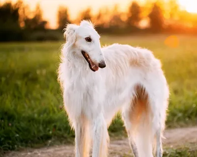 Русская псовая борзая (Borzoi) - это преданная и величественная порода  собак. Описание, фото и отзывы.