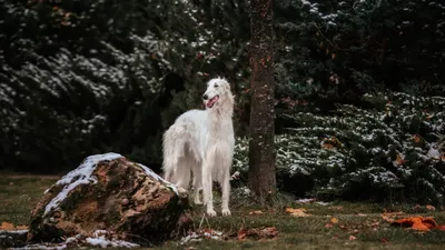 Русская псовая борзая - Hunting dog