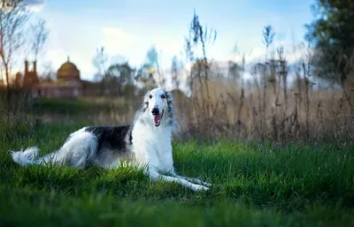 Фото животных: Русская борзая. Марина Макарова. Фото животных - ANIMAL PHOTO