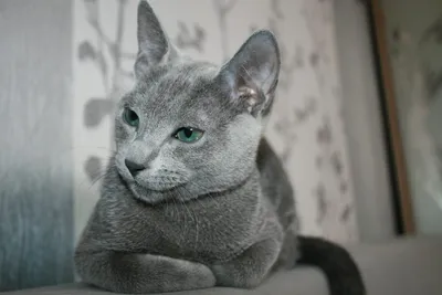 Русские голубые кошки: история и описание породы, характер, особенности  ухода и содержания. 