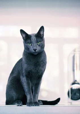 Основные характеристики породы 🐈 Русская голубая кошка