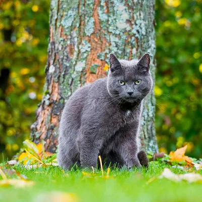 Основные характеристики породы 🐈 Русская голубая кошка