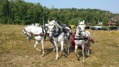 русская тройка: 11 тыс изображений найдено в Яндекс.Картинках | Лошади,  Упряжка, Рысак