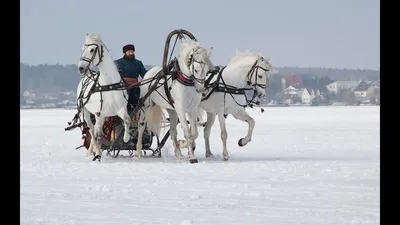 Тройка лошадей - 71 фото