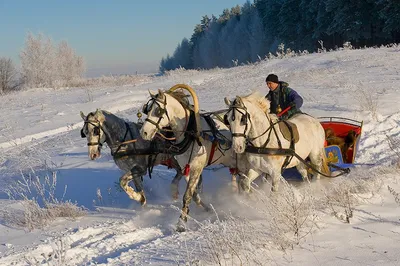 Как появилась тройка лошадей на Руси - Рамблер/новости