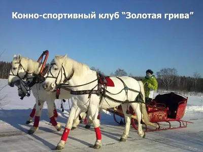 Фотографии тройки лошадей в КСК «АТАМАН»