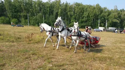 Вятская тройка лошадей #Иппосфера 2018 #Hipposphere международная конная  выставка #РусскаяТройка - YouTube