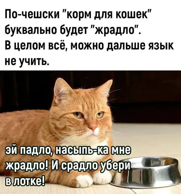 СМЕШНОЕ праздничное настроение🤣 в мемах, которые могут придумать только  русские! | Призма жизни | Дзен