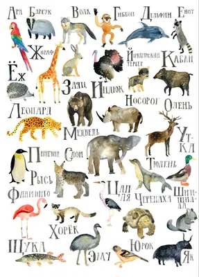 Книга: Плакат. Алфавит с животными. Купить книгу, читать рецензии | ISBN  978-5-378-28378-1 | Azon