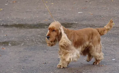 Русский охотничий спаниель (Russian spaniel) (Породы собак) русские собаки,  русские породы собак, русская спаниель, русски спаниель, русская охотничья  спаниель, щенки русской спаниели, щенки русского спаниеля Энциклопедия о  животных 