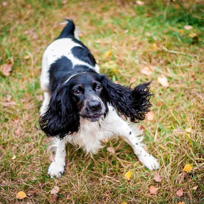 Русский охотничий спаниель - Hunting dog