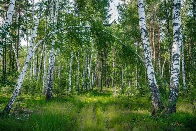 Русский лес картинки