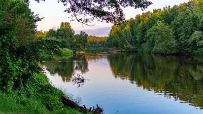 Картина на холсте Русский лес | Летний пейзаж, Картины, Акварельные деревья