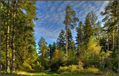 Русский лес, река, полевые цветы, …» — создано в Шедевруме