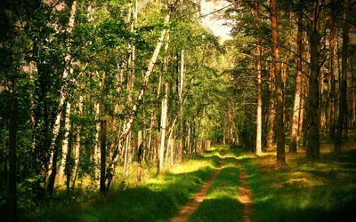 Русский лес | Урман Тайга | Дзен