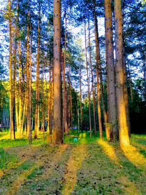 Русский лес #34