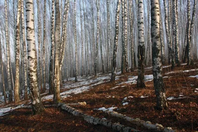 Русский лес ). Photographer Svistkov Aleksandr