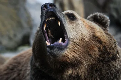 Русский медведь , эстетично, красиво, …» — создано в Шедевруме
