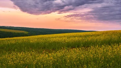 Русское поле | Пейзажи, Эстетика, Природа