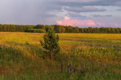 поле, русское поле... / фото