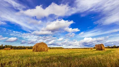 Русское поле. Photographer Dmitriev Aleksey