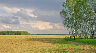 Русское поле — Фото №1355033