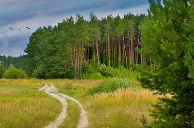 Красота русской природы» — создано в Шедевруме