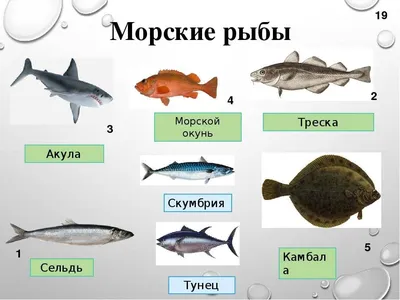 рыба в мультипликационном стиле для развития детей Иллюстрация вектора -  иллюстрации насчитывающей игра, бумага: 235714454