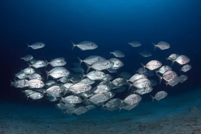 Ученые обнаружили новые виды рыб у берегов Австралии — фото - ,  Sputnik Узбекистан