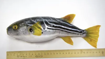 Необычный скелет рыбы фугу | Пикабу