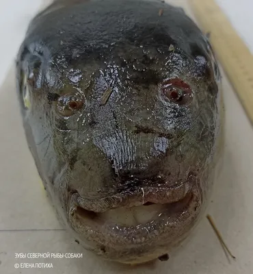 Рыба фугу 3D модель - Скачать Животные на 